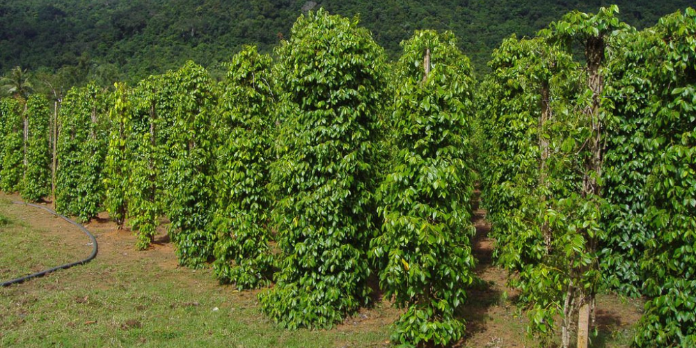 Biện pháp khắc phục hồ tiêu sau hạn