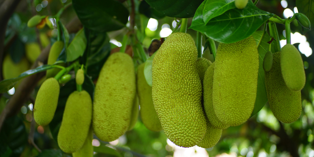 Biện pháp tưới nước hiệu quả cho cây mít