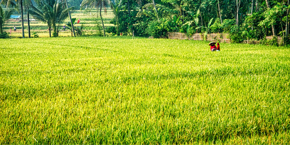 Cánh đồng lúa