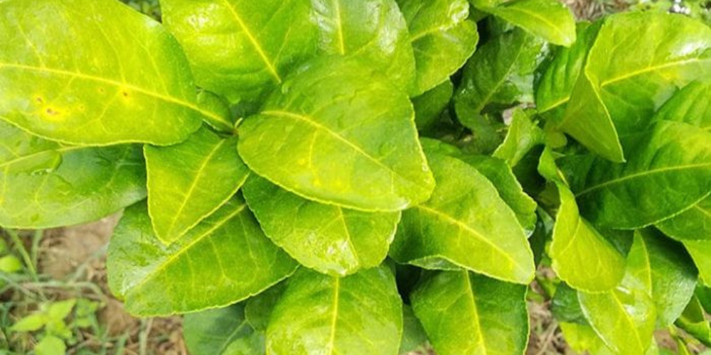 Dấu hiệu cam bị vàng lá