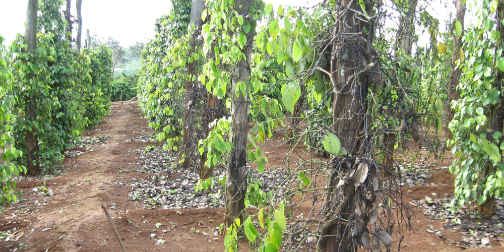Nguyên nhân cây hồ tiêu suy yếu