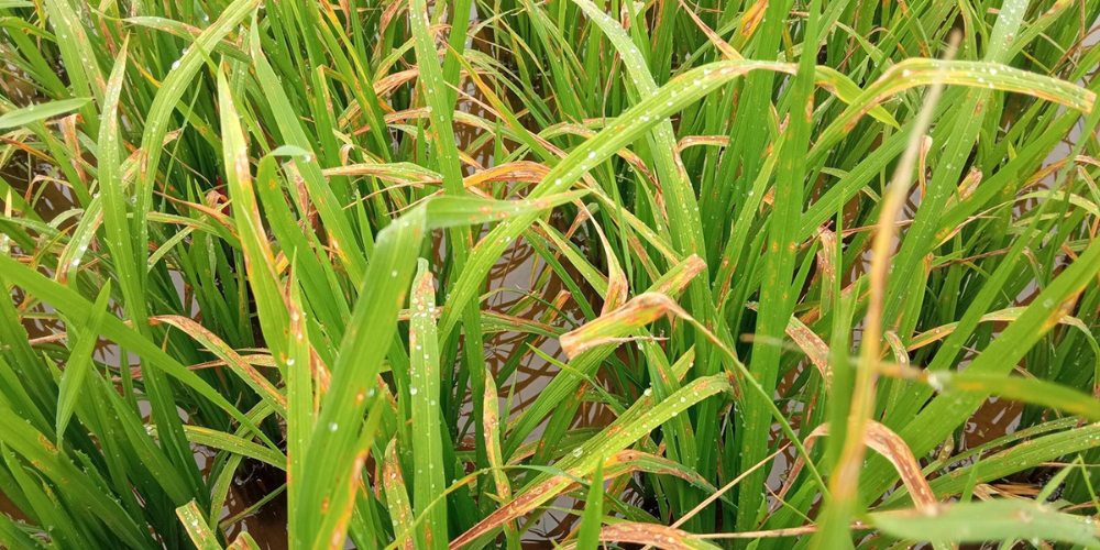 Nguyên nhân gây ra bệnh đạo ôn