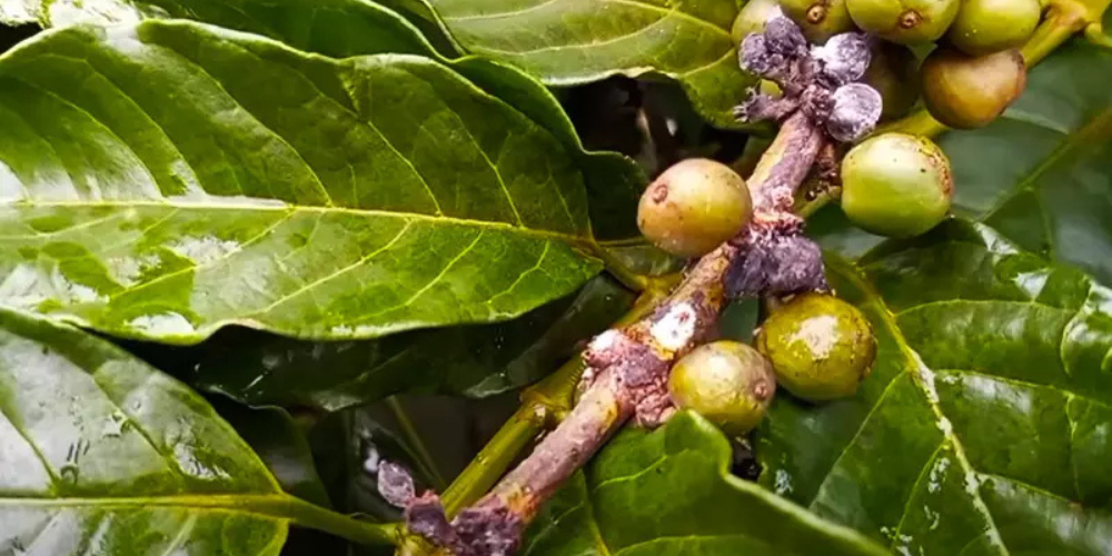 Rệp sáp cà phê
