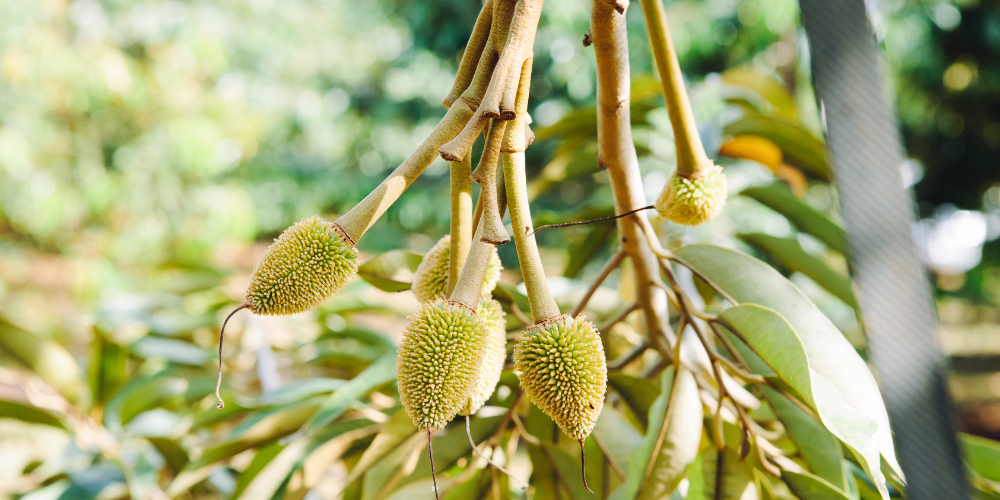 Sầu riêng giai đoạn trái non