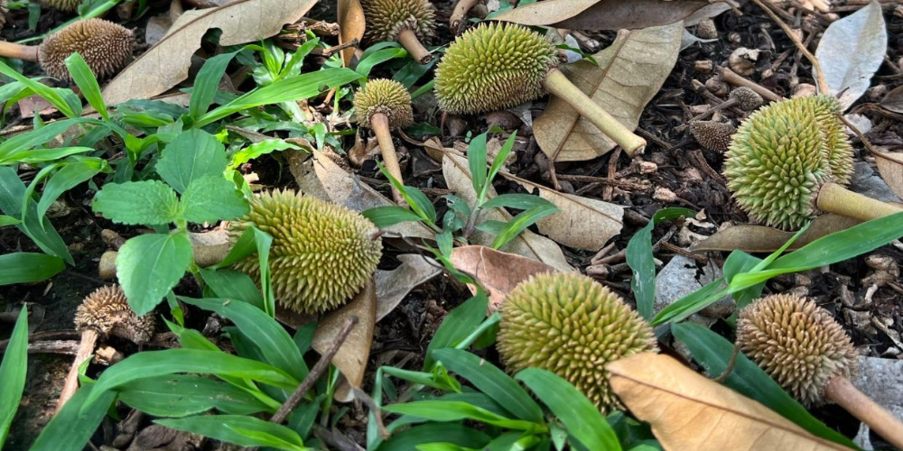 Sầu riêng rụng trái non