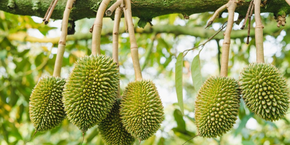 Vai trò của phân bón trong giai đoạn ra hoa đậu trái