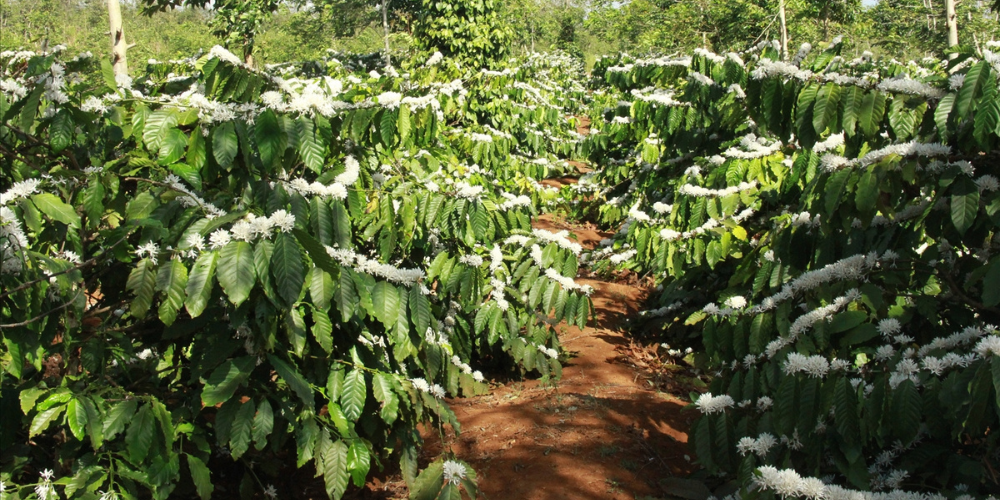 Vườn cà phê