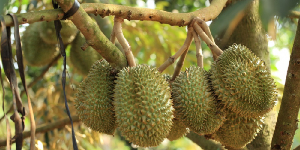 bệnh nấm ký sinh