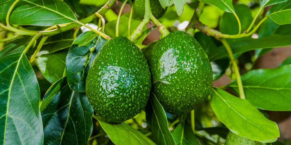 Bón phân hợp lý