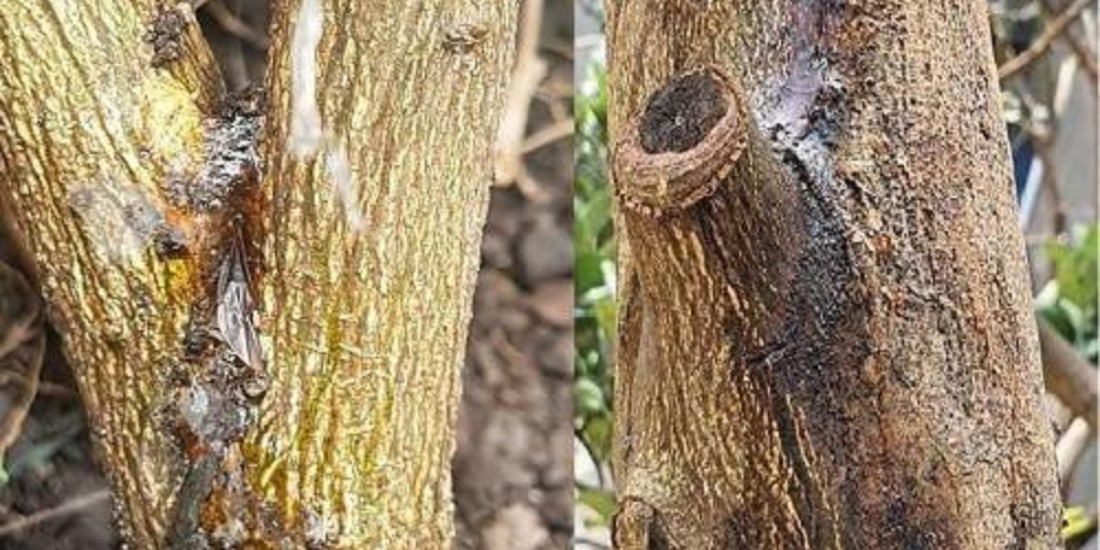 Nguyên nhân gây ra bệnh xì mủ trên cây mít