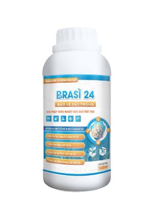 BRASI 24