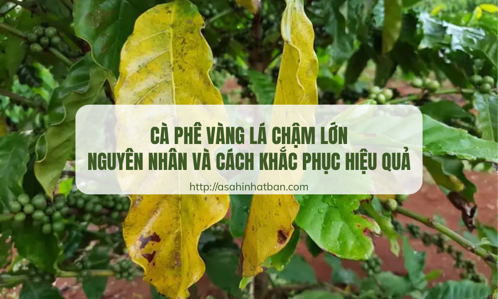 Cà phê vàng lá chậm lớn