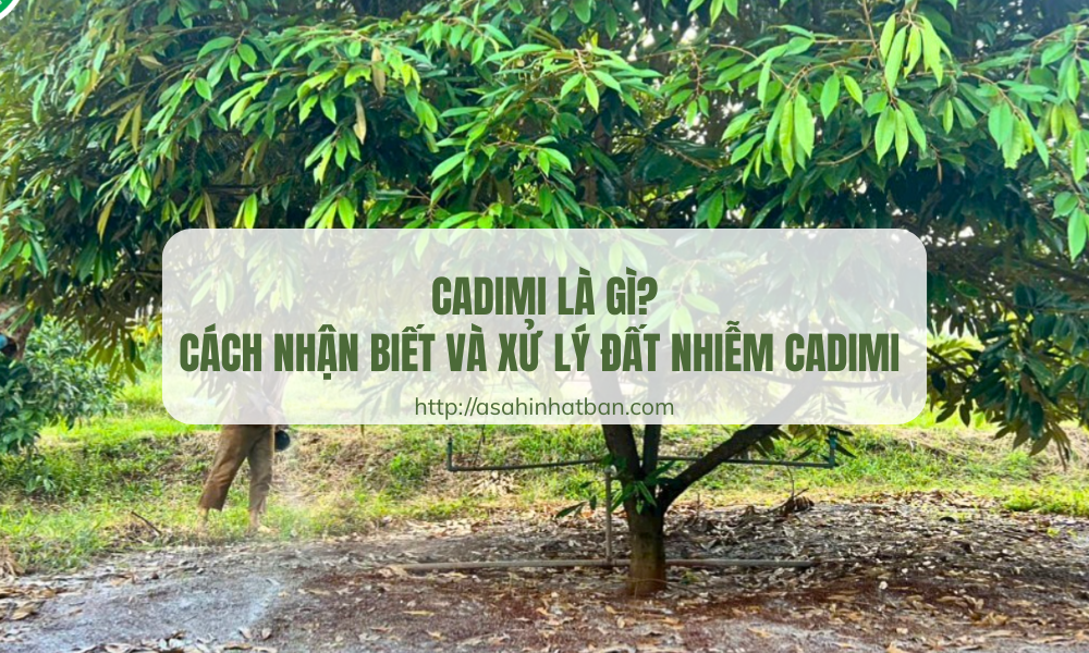 Cadimi là gì