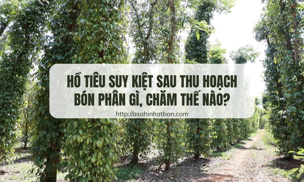 Hồ tiêu suy kiệt sau thu hoạch