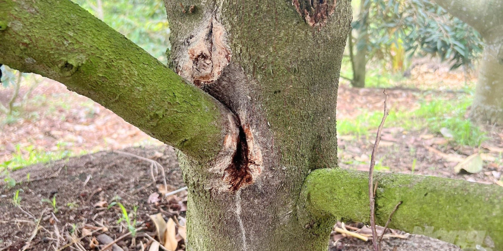 Nấm Phytophthora