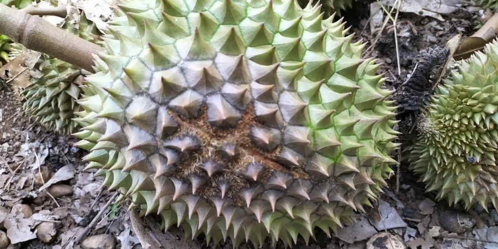 Nấm Phytophthora