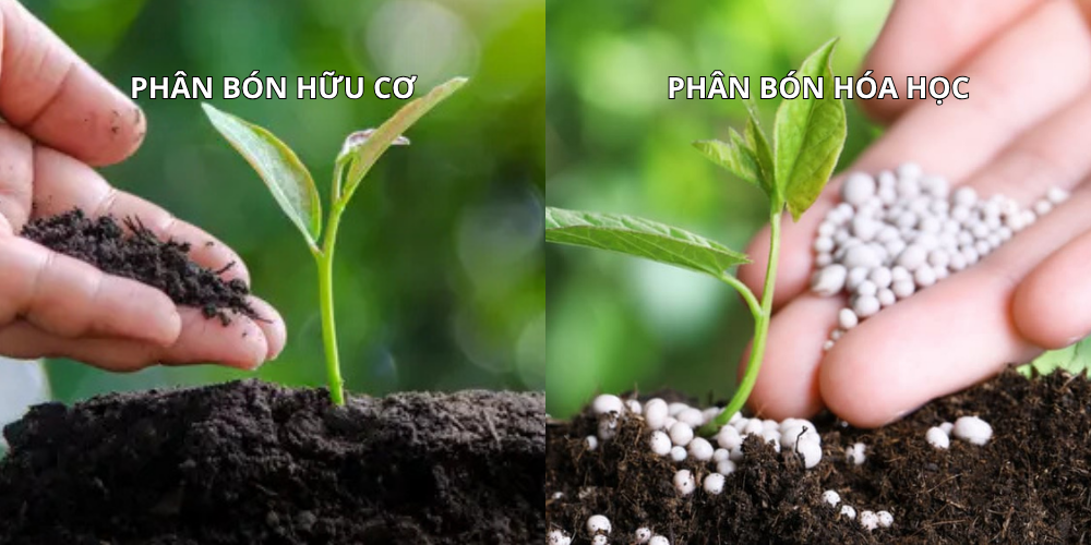 Phân biệt phân bón hữu cơ và phân bón hóa học
