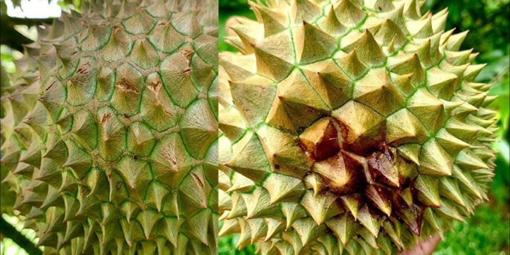 Sầu riêng nứt gai 