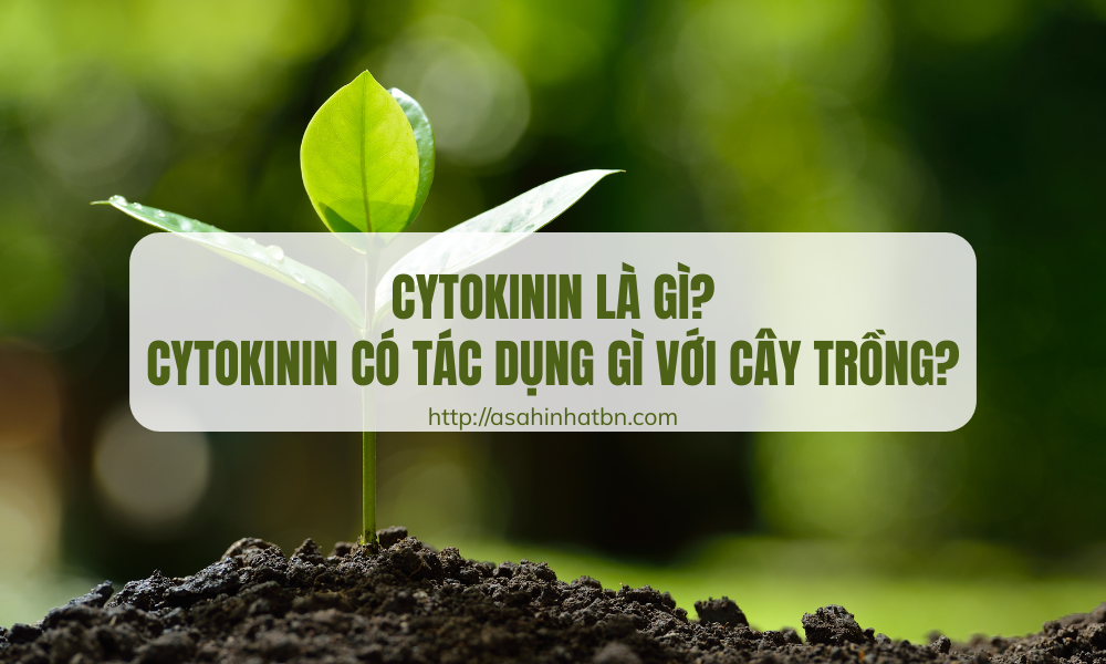 cytokinin là gì
