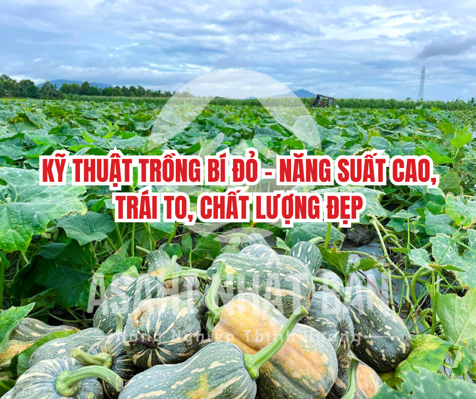 KỸ THUẬT TRỒNG BÍ ĐỎ – NĂNG SUẤT CAO, TRÁI TO, CHẤT LƯỢNG ĐẸP - ASAHI NHẬT BẢN