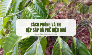 Cách phòng và trị rệp sáp cà phê hiệu quả