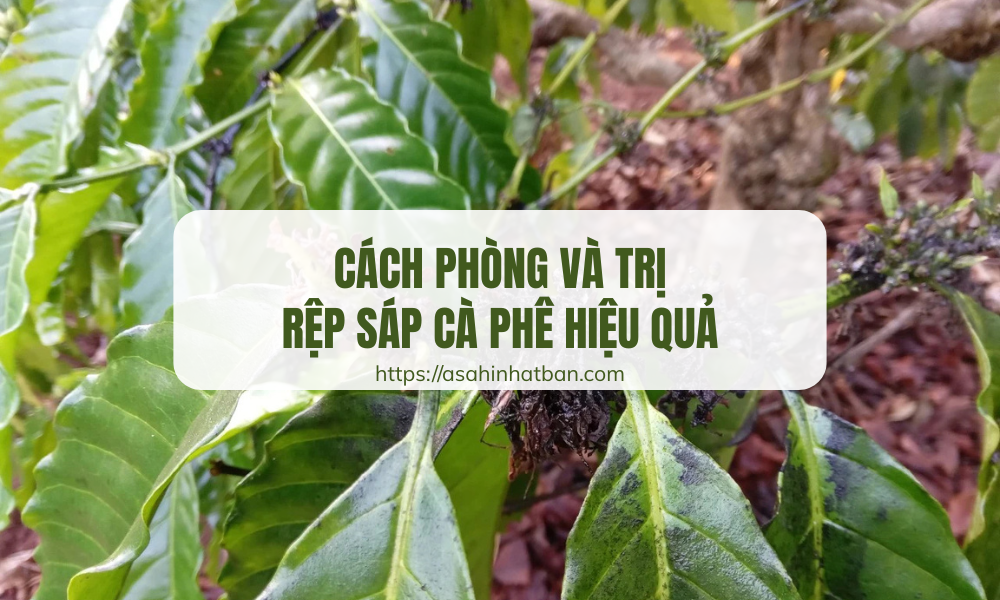 Cách phòng và trị rệp sáp cà phê hiệu quả