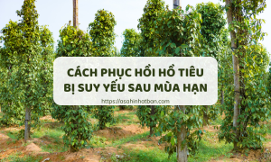 Cách phục hồi hồ tiêu