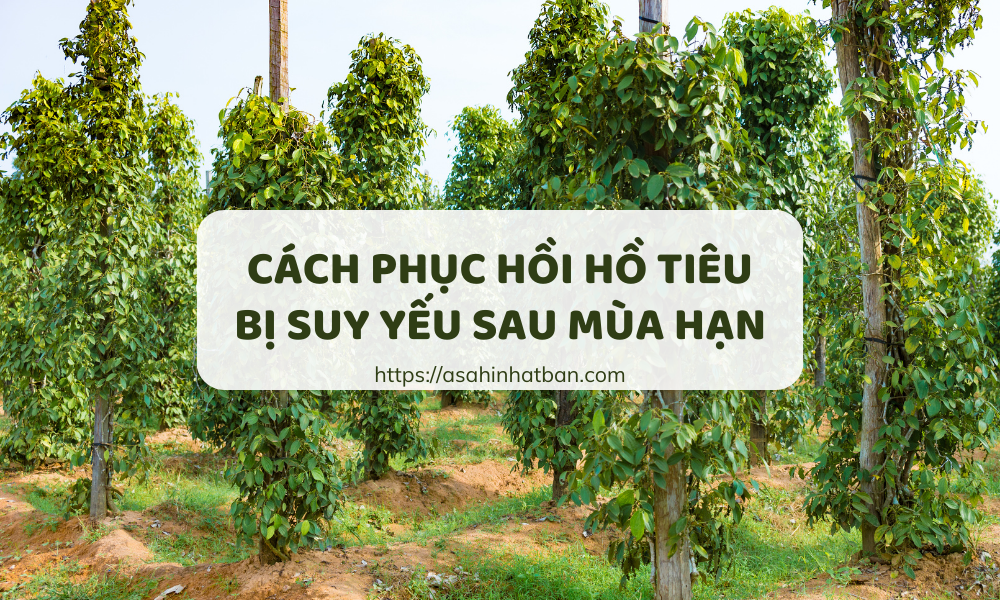 Cách phục hồi hồ tiêu