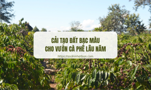 Cải tạo đất bạc màu cho vườn cà phê