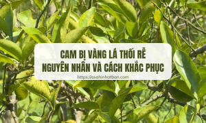 Cam bị vàng lá thối rễ