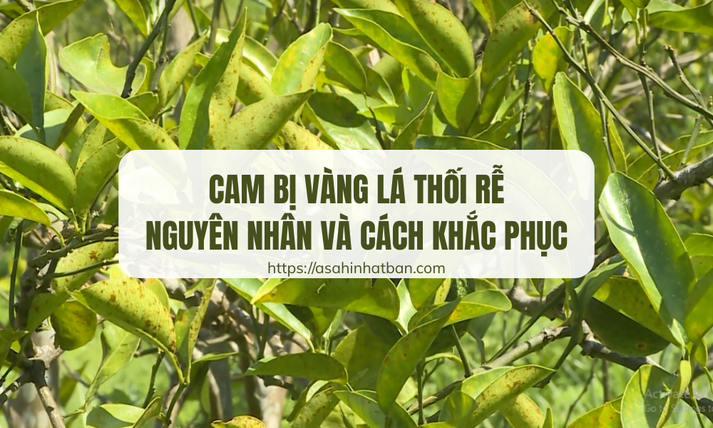 Cam bị vàng lá thối rễ