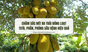 Chăm sóc mít ra trái đồng loạt