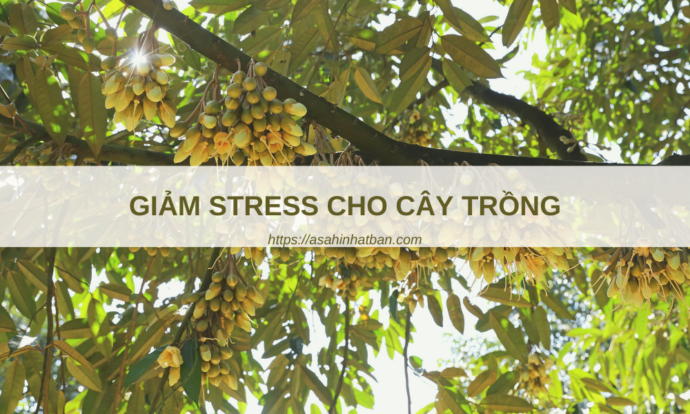 Giảm stress cho cây trồng