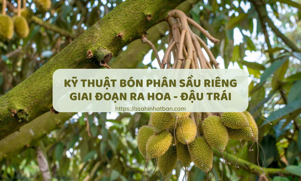 Kỹ thuật bón phân sầu riêng