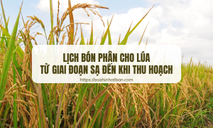 Lịch bón phân cho lúa