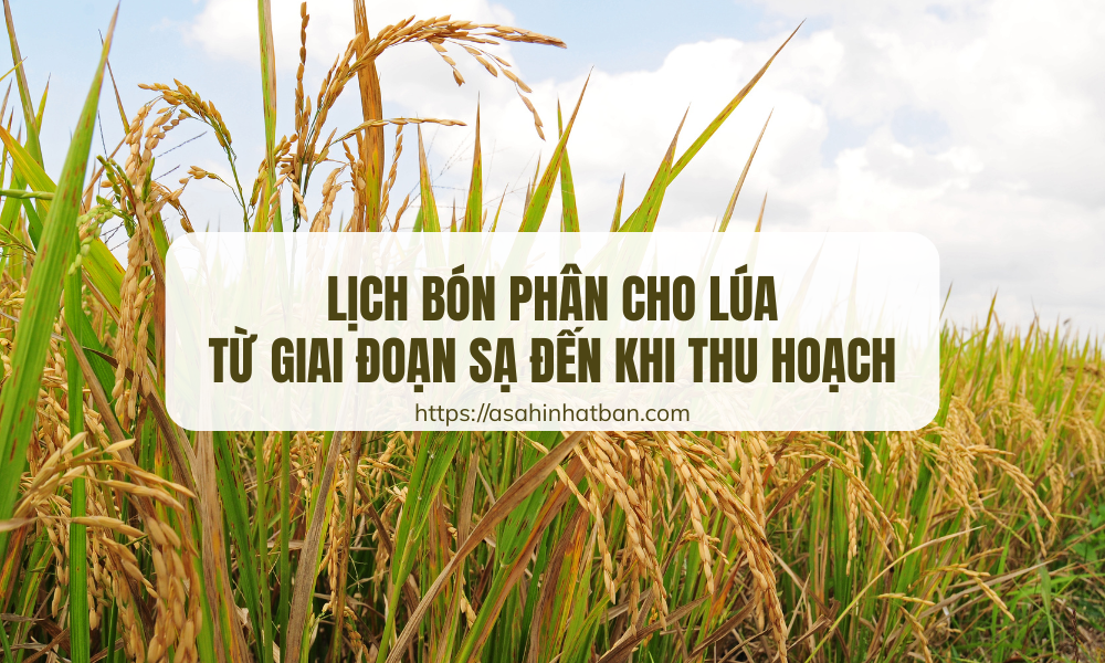 Lịch bón phân cho lúa