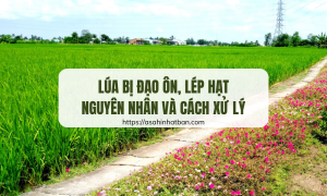 Lúa bị đạo ôn