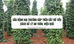 Sâu bệnh hại trên cây hồ tiêu