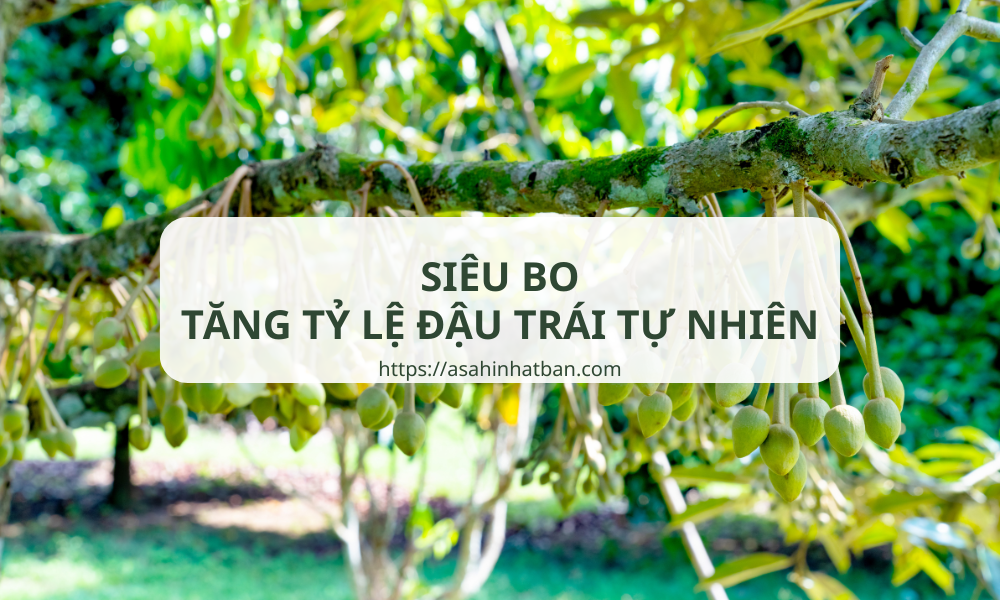 Siêu Bo - tăng tỷ lệ đậu trái tự nhiên