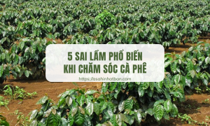 5 sai lầm phổ biến khi chăm sóc cà phê