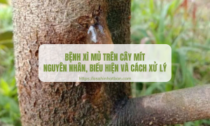 Bệnh xì mủ trên cây mít
