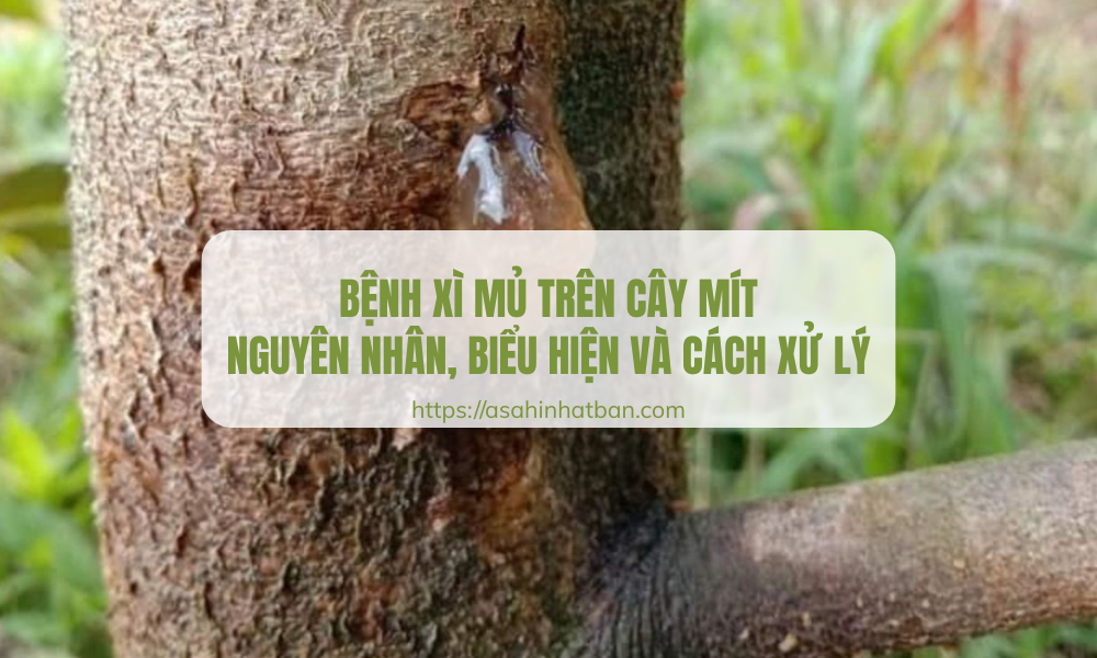 Bệnh xì mủ trên cây mít