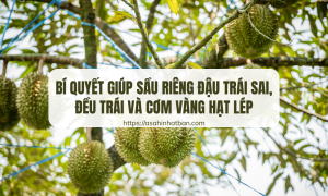 Bí quyết giúp sầu riêng đậu trái