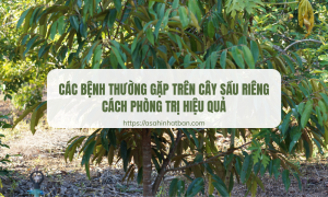 Các bệnh thường gặp trên cây sầu riêng