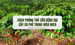 Cách phòng trừ sâu bệnh hại cây cà phê