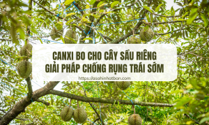 Canxi Bo cho cây sầu riêng