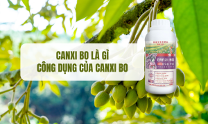 Canxi bo là gì