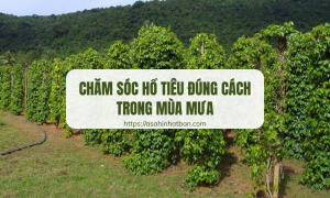 Chăm sóc hồ tiêu đúng cách trong mùa mưa