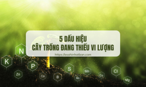 Dấu hiệu cây trồng đang thiếu vi lượng