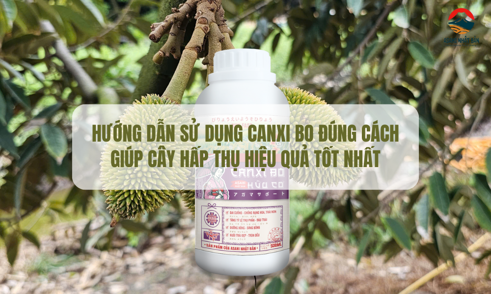 Hướng dẫn sử dụng Canxi Bo đúng cách